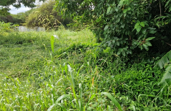 Vente Terrain 800m&sup2; Petit-Canal