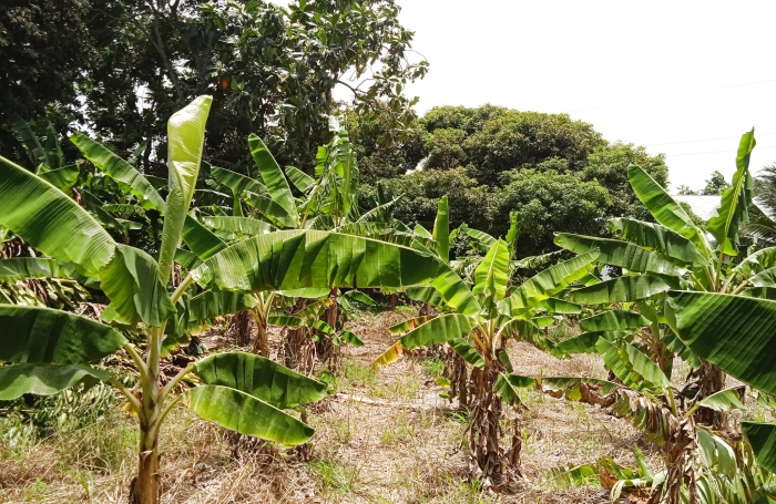 CAPESTERRE Terrain 2763 M2 'Fond Cacao'
