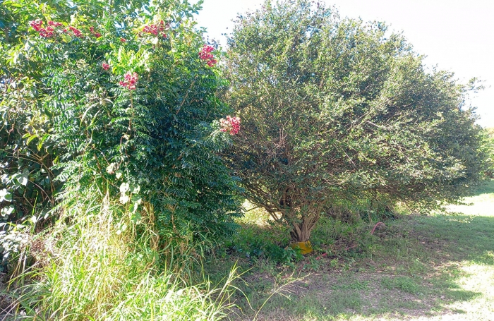 Vente Terrain 1013m&sup2; Sainte Anne