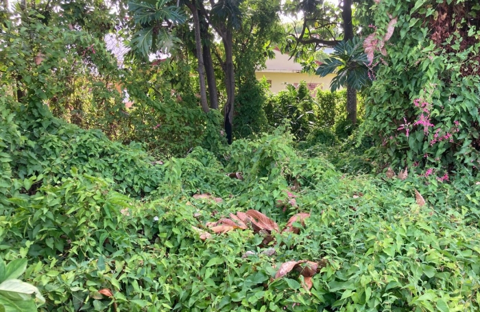 À vendre   Terrain constructible de 2999 m2 à Basse-Terre