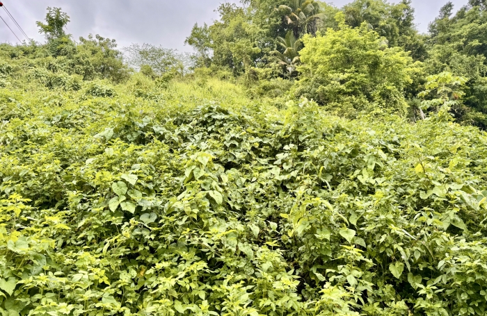 Terrain d'environ 1200 m2 - LES ABYMES