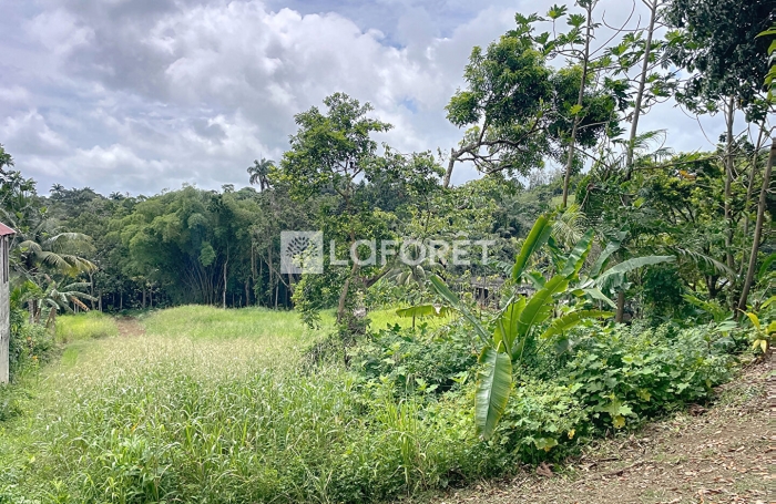 Vente Terrain 800m² Lamentin