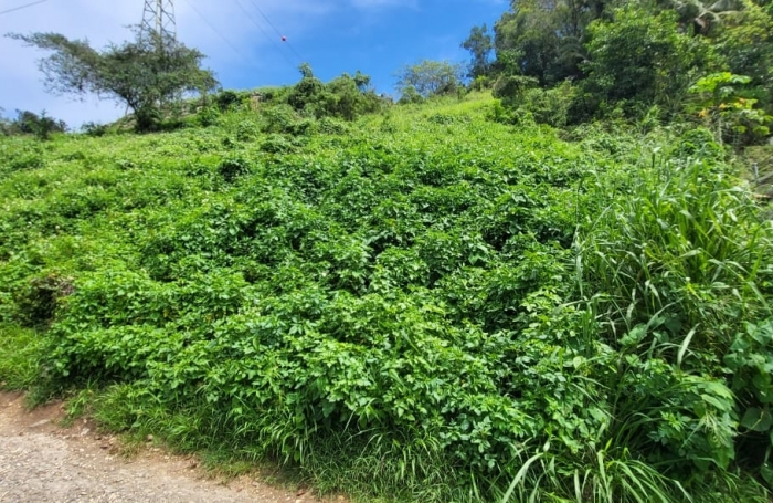 Vente Terrain 4713m&sup2; Capesterre Belle Eau