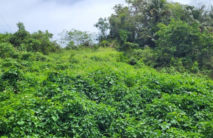 Vente Terrain 4713m&sup2; Capesterre Belle Eau