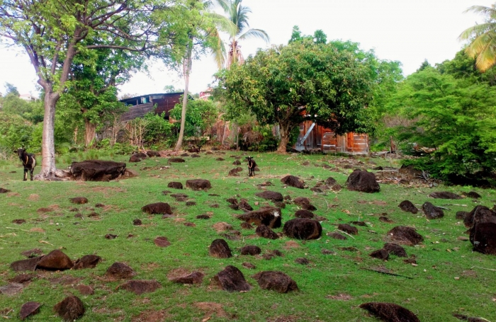 Terrain à vendre à Bouillante - Opportunité pour un projet d'investissement ou de construction