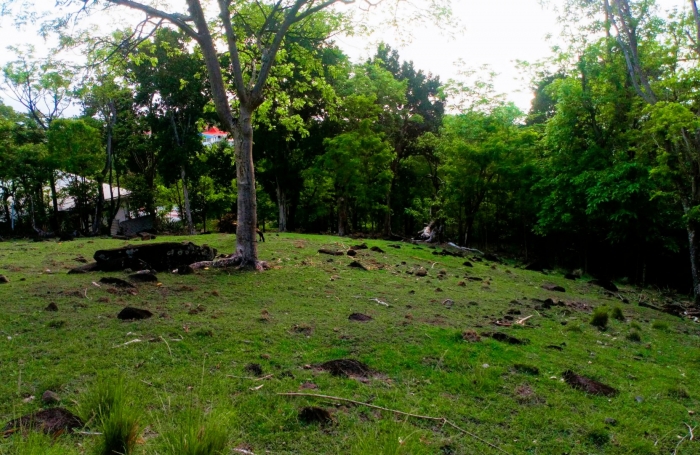 Terrain à vendre à Bouillante - Opportunité pour un projet d'investissement ou de construction