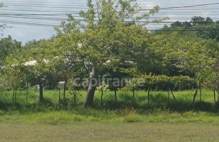 Vente Terrain 1000m&sup2; Petit-Canal