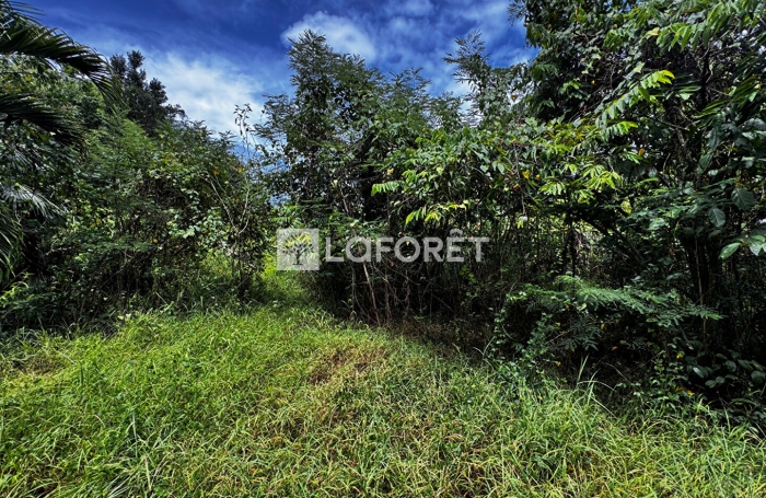 Vente Terrain 801m² Anse-Bertrand