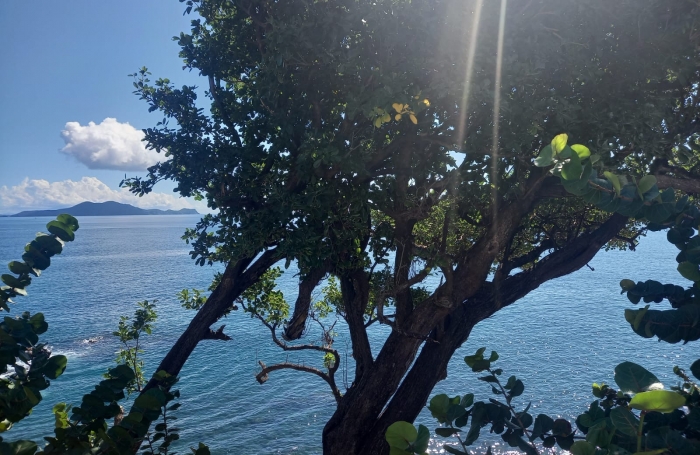 VIEUX FORT : Résidence La Rose Des Vents, T2 rez de jardin