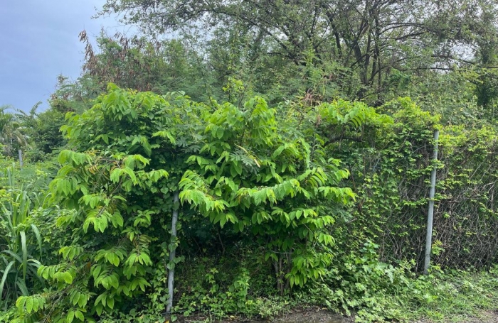 Vente Terrain 584m&sup2; Bouillante