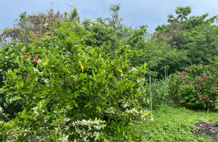 Vente Terrain 584m&sup2; Bouillante