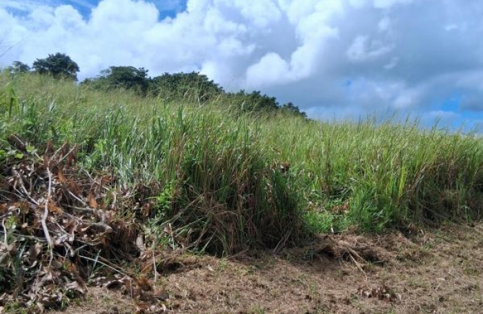 Vente Terrain 7291m&sup2; Sainte Rose