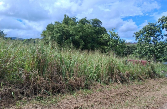 Vente Terrain 7291m&sup2; Sainte Rose