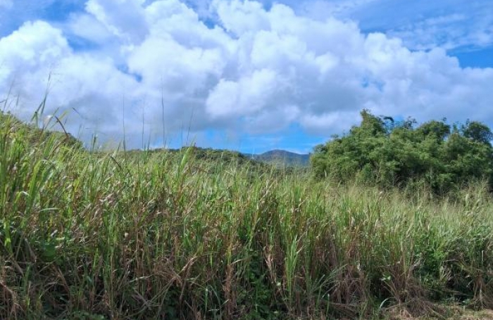 Vente Terrain 7291m&sup2; Sainte Rose