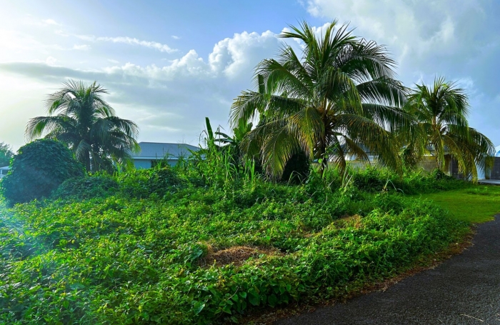 Vente Terrain 500m² Capesterre Belle Eau