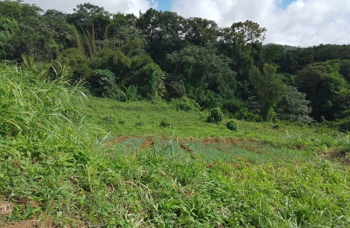 Vente Terrain 1551m&sup2; Saint Claude