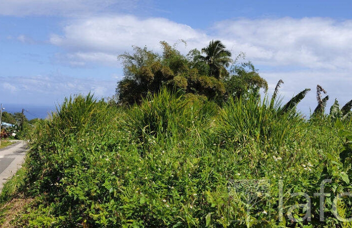 Vente Terrain 1056m&sup2; Capesterre Belle Eau