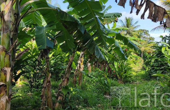 Vente Terrain 1056m&sup2; Capesterre Belle Eau