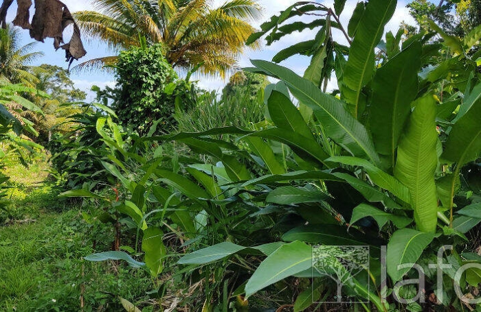 Vente Terrain 1056m&sup2; Capesterre Belle Eau