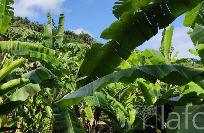 Vente Terrain 1056m&sup2; Capesterre Belle Eau