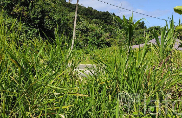 Vente Terrain 1056m&sup2; Capesterre Belle Eau