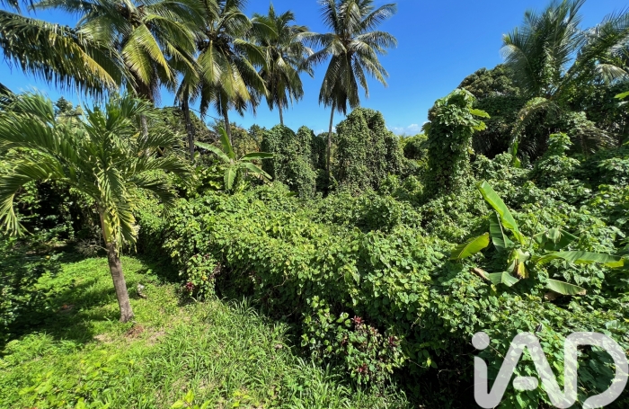 Vente Terrain 600m&sup2; Capesterre Belle Eau