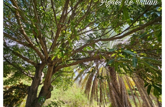 Vente Terrain 1501m&sup2; Bouillante