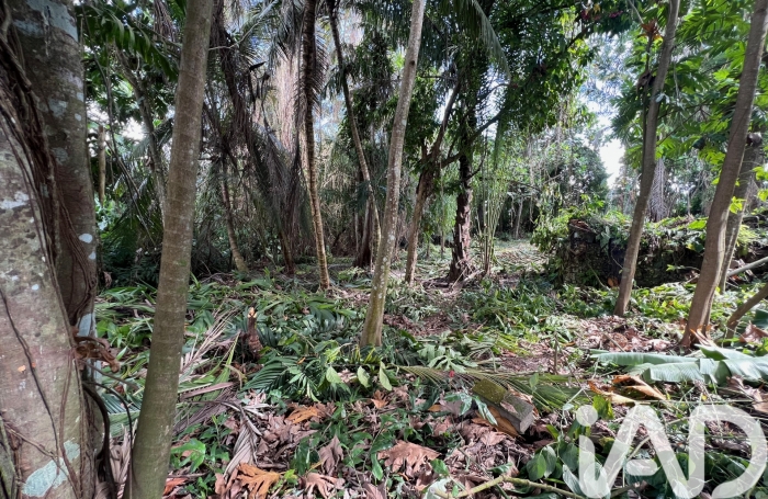 Vente Terrain 2007m&sup2; Baie Mahault