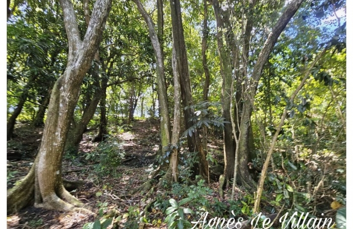 Vente Terrain 3123m&sup2; Bouillante