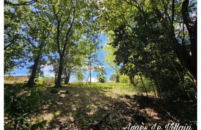 Vente Terrain 3502m&sup2; Bouillante