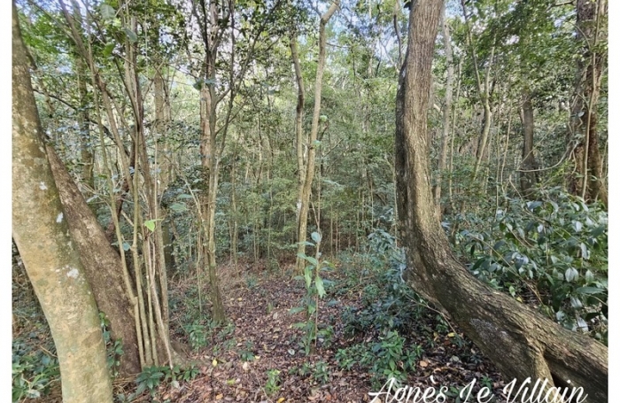 Vente Terrain 3502m&sup2; Bouillante