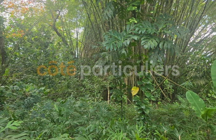 Vente Terrain 3166m&sup2; Lamentin