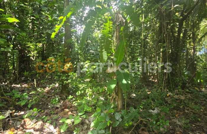 Vente Terrain 3166m&sup2; Lamentin