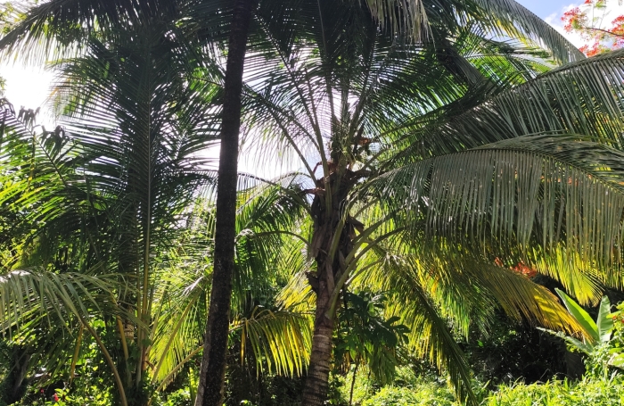 EXCLUSIVIT&Eacute;-TERRAIN A VENDRE-BOUILLANTE-BOIS MALHER- ENVIRONNEMENT CALME