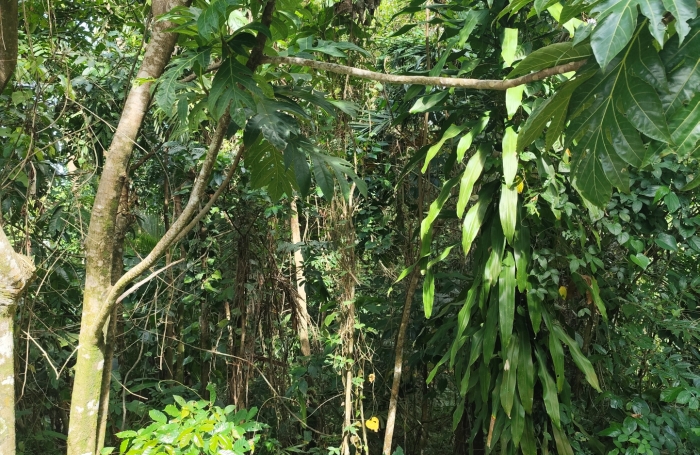 EXCLUSIVIT&Eacute;-TERRAIN A VENDRE-BOUILLANTE-BOIS MALHER- ENVIRONNEMENT CALME