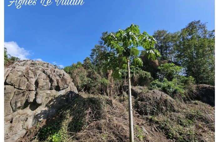 Vente Terrain 1041m&sup2; Pointe-Noire