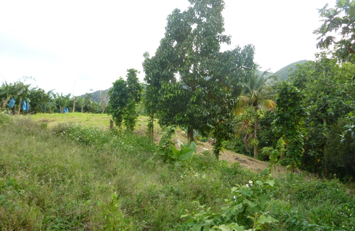 GOURBEYRE Terrain de 1200m2