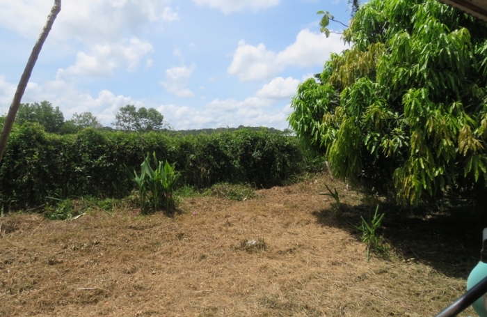 Vente Terrain 5000m&sup2; Kourou