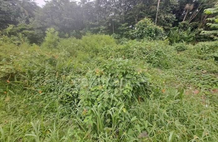 Vente Terrain 3444m&sup2; Matoury