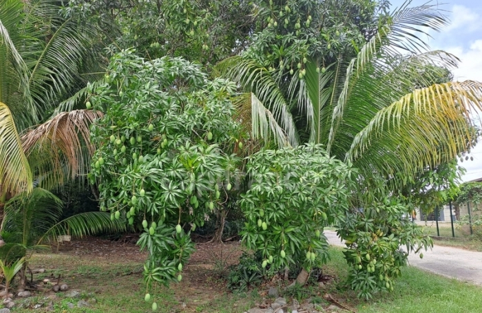 Vente Maison 166m&sup2; 6 pi&#232;ces Iracoubo