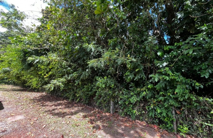 Vente Terrain 1000m&sup2; Cayenne