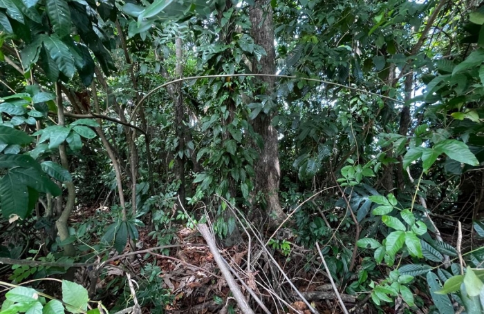 Vente Terrain 1000m&sup2; Cayenne