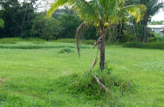 Vente Local commercial 97351