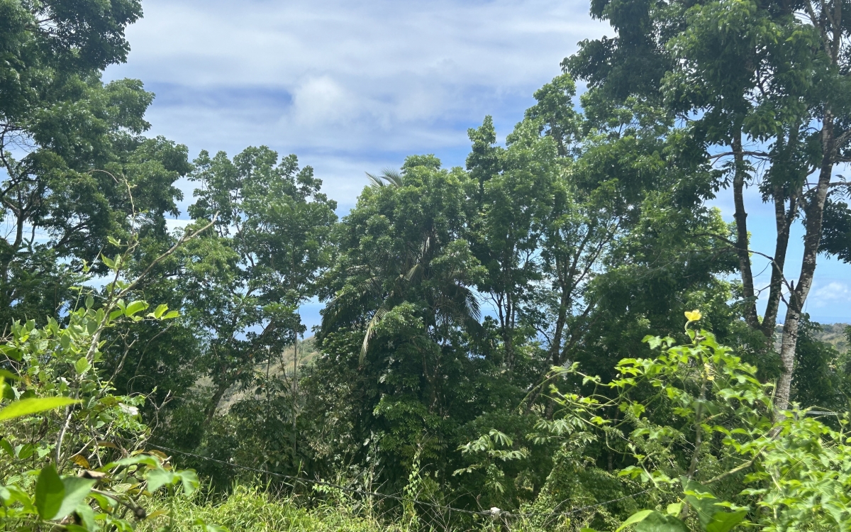 Sainte Luce - Terrain de 2906 m2 avec vue mer - 335 000 €