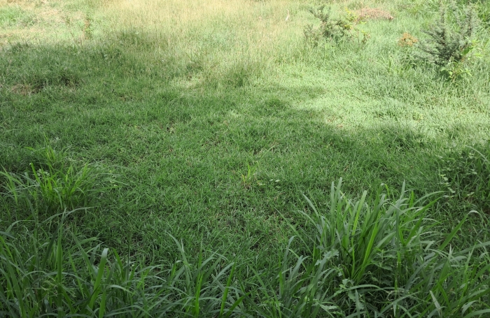 Pointe Faula parcelle 516M2 de plain-pied