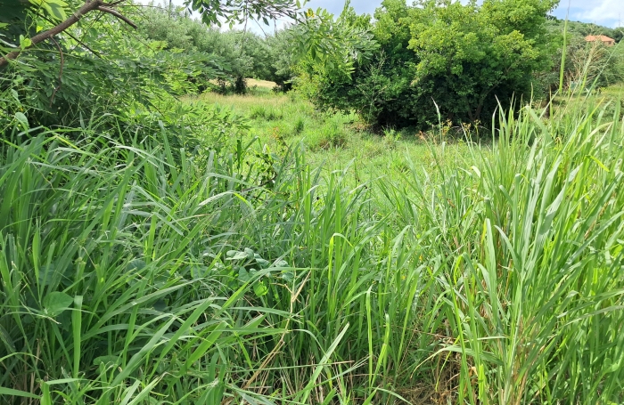 Pointe Faula parcelle 516M2 de plain-pied