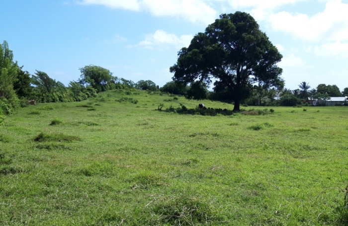 &nbsp;Sur la plage...parcelle de 585 m2 &agrave; la Pointe FAULA