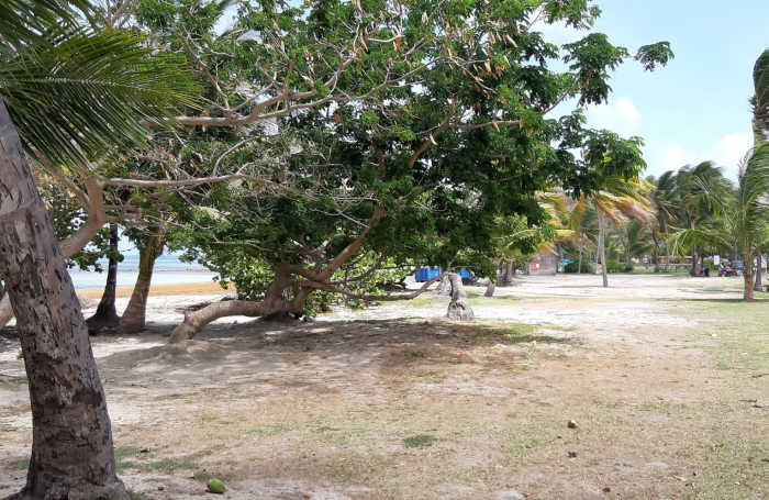 &nbsp;Sur la plage...parcelle de 585 m2 &agrave; la Pointe FAULA