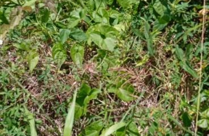 Vente Terrain 556m&sup2; Basse-Pointe