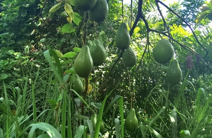 Vente Maison 250m&sup2; 9 pi&#232;ces Ducos